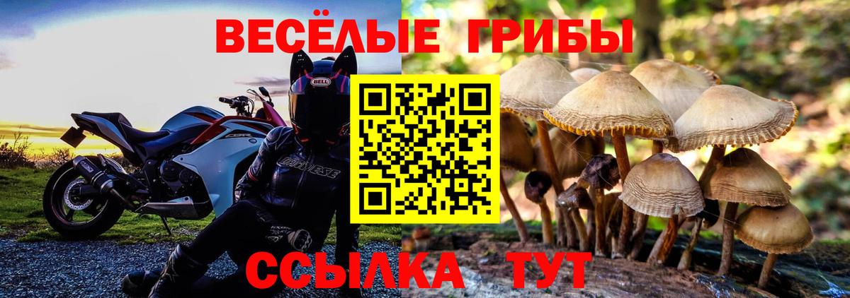 Галлюциногенные грибы Psilocybine cubensis Саяногорск